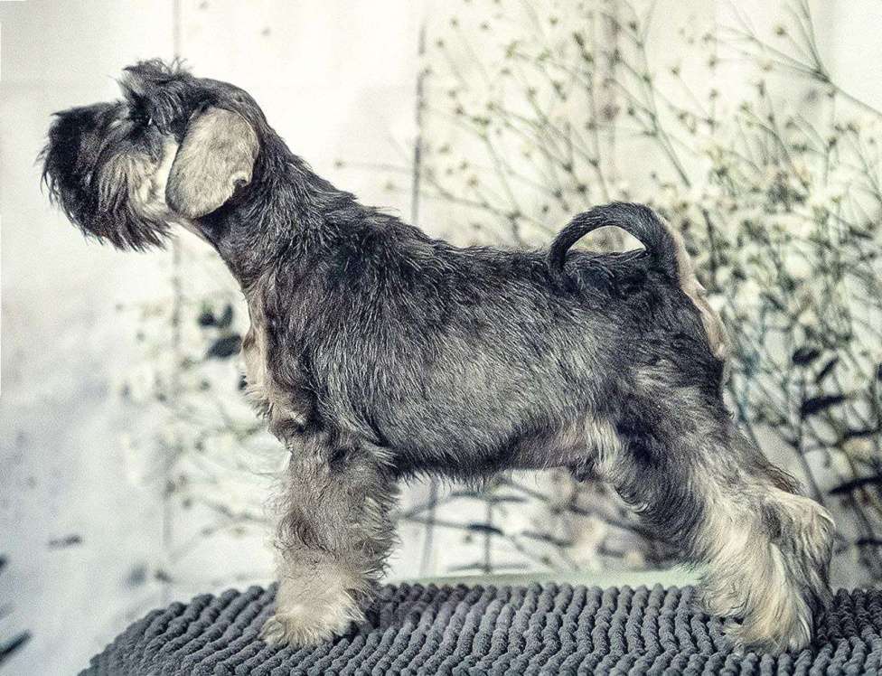 Собаки в Брянске: Цвергшнауцер щенки Мальчик, Бесплатно - фото 1