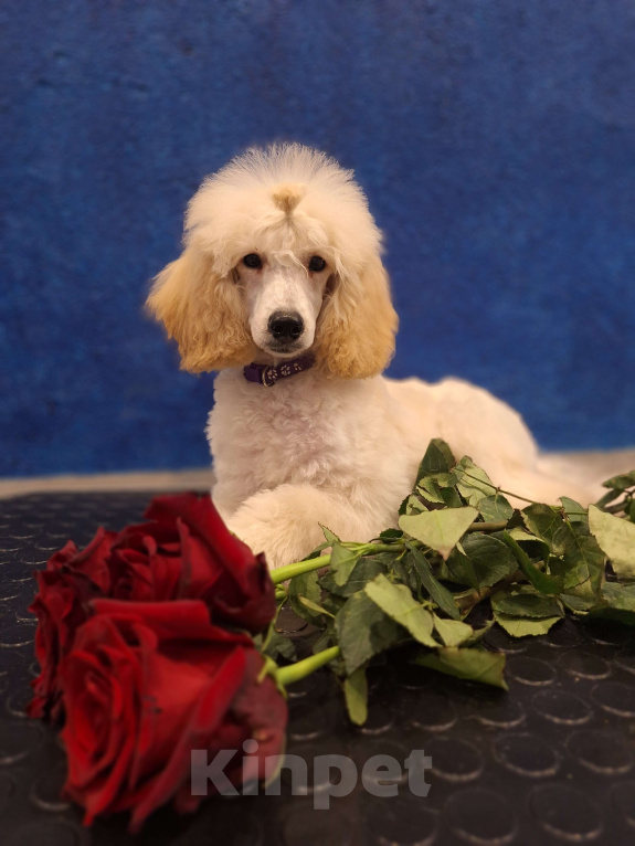 Собаки в Санкт-Петербурге: Девочка среднего пуделя,белого окраса Девочка, 100 000 руб. - фото 4