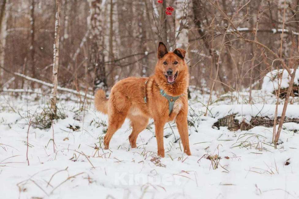Собаки в Москве: Люмус ищет дом  Мальчик, Бесплатно - фото 3