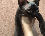 Кошки в Москве: Котята Девон рекс девочки и мальчики Девочка, 30 000 руб. - фото 1