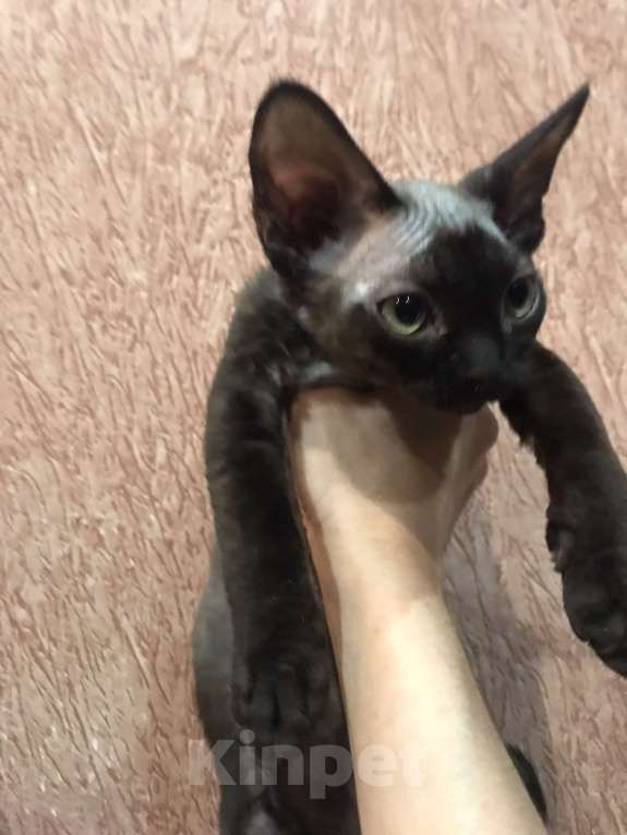 Кошки в Москве: Котята Девон рекс девочки и мальчики Девочка, 30 000 руб. - фото 1