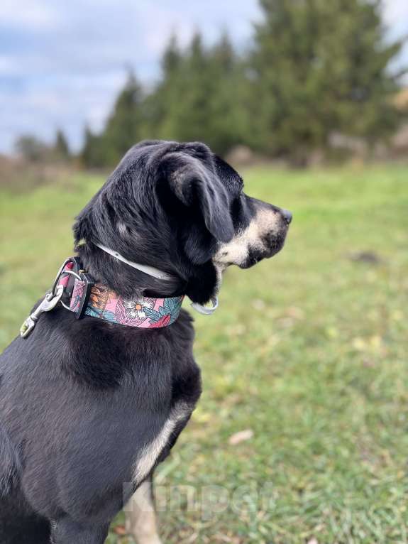 Собаки в Павловском Посаде: Идеальная собака в добрые руки Девочка, Бесплатно - фото 4