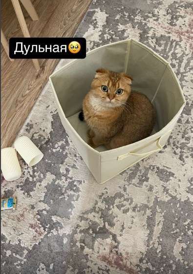 Кошки в Махачкале: потерялась кошка Девочка, 1 000 руб. - фото 5