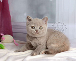 Кошки в Мурином: Британская кошечка окрас лиловый черепаховый Девочка, 30 000 руб. - фото 7
