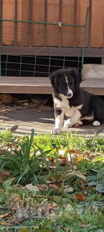 Собаки в Новосибирске: Щенки Бордер Колли  Девочка, 65 000 руб. - фото 4