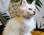 Кошки в Пензе: Котик 2 месяца Мальчик, 100 руб. - фото 1