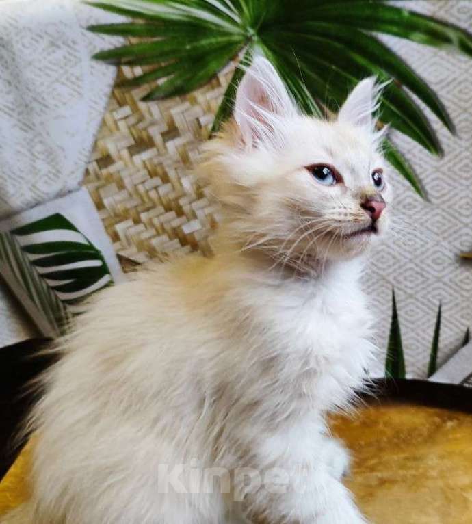 Кошки в Пензе: Котик 2 месяца Мальчик, 100 руб. - фото 1