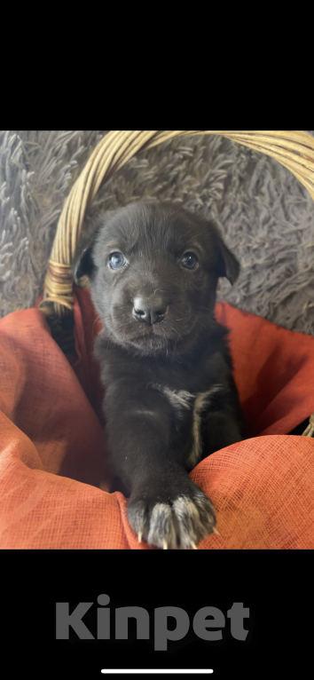 Собаки в Москве: Отдам щенков в добрые руки  Девочка, Бесплатно - фото 3