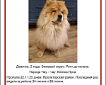 Собаки в Ростове-на-Дону: Потярялась чау-чау Девочка, 10 000 руб. - фото 1