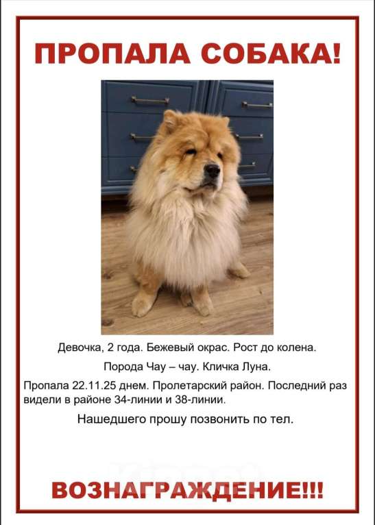 Собаки в Ростове-на-Дону: Потярялась чау-чау Девочка, 10 000 руб. - фото 1