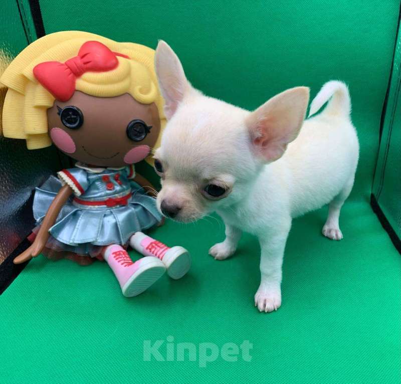 Собаки в Москве: Щенок чихуахуа мальчик короткошерстный.  Мальчик, 60 000 руб. - фото 6