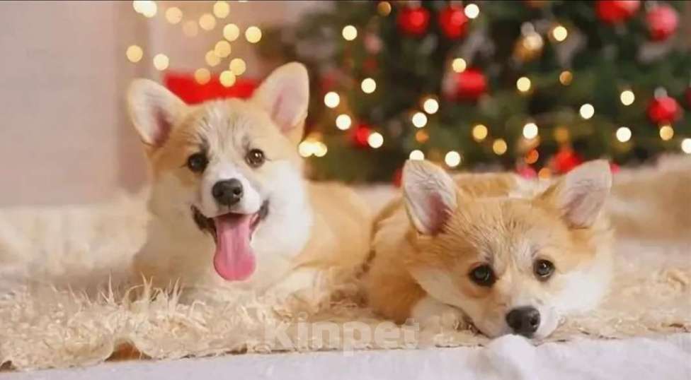 Собаки в других городах Московской области: Щенок корги пемброк  Девочка, 65 000 руб. - фото 1