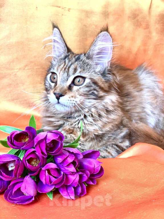 Кошки в Челябинске: КОТЕНОК МЕЙН-КУН ДЕВОЧКА Девочка, Бесплатно - фото 2