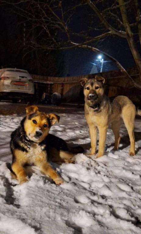 Собаки в других городах Московской области: Щенок в добрые руки  Мальчик, Бесплатно - фото 2