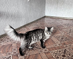 Кошки в Троицке: Кошечка Мейн Кун Девочка, 8 000 руб. - фото 4