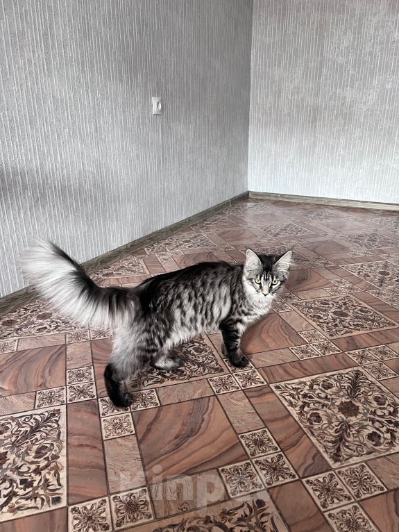 Кошки в Троицке: Кошечка Мейн Кун Девочка, 8 000 руб. - фото 4