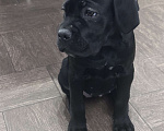 Собаки в других городах Московской области: Щенок кане-корсо Девочка, 40 000 руб. - фото 8