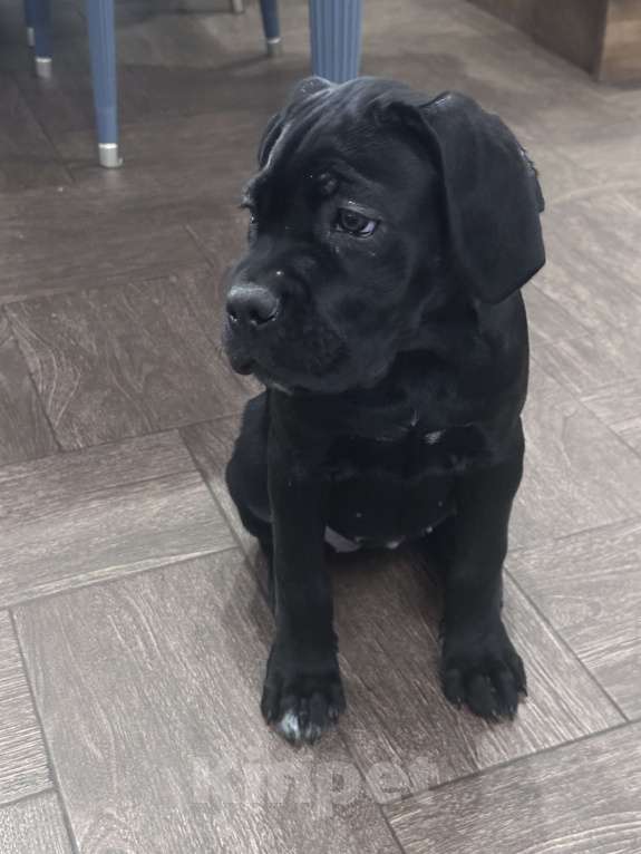 Собаки в других городах Московской области: Щенок кане-корсо Девочка, 40 000 руб. - фото 8