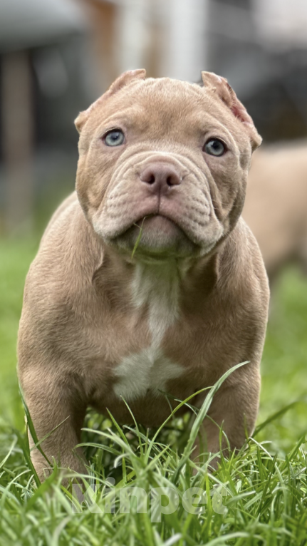 Собаки в Москве: Щенки Американского булли Мальчик, Бесплатно - фото 4