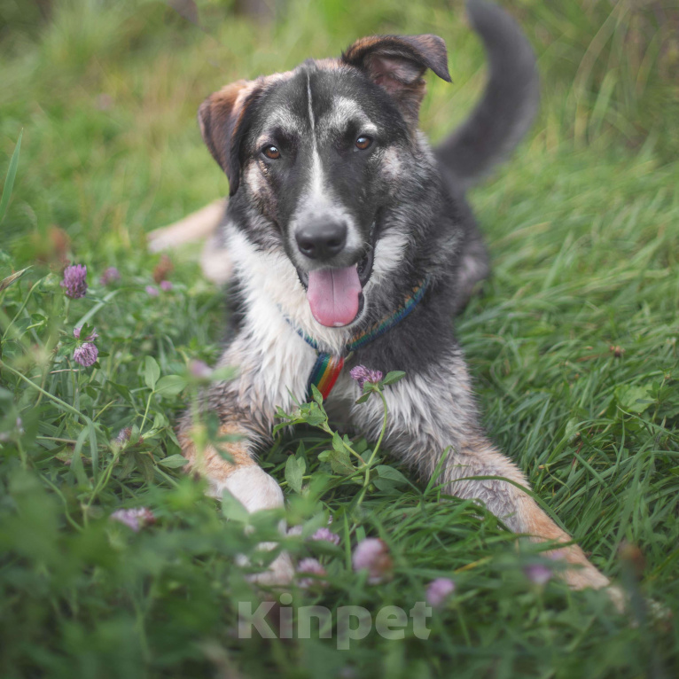 Собаки в Москве: Мякиш Мальчик, Бесплатно - фото 4