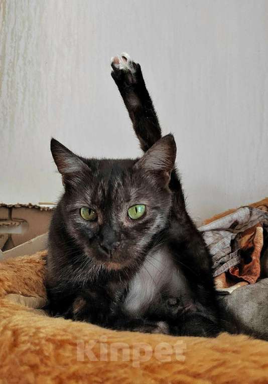 Кошки в Калуге: Кошка-кенгурёшка Фенечка ищет добрые руки. Девочка, Бесплатно - фото 7