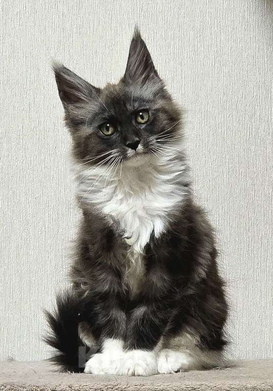 Кошки в Москве: Котята мейн-кун Девочка, 30 000 руб. - фото 1