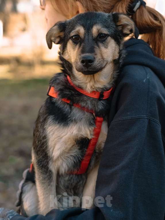 Собаки в Санкт-Петербурге: Эбби из приюта в добрые руки Девочка, Бесплатно - фото 6