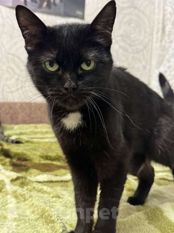 Кошки в Калуге: Кошка Девочка, Бесплатно - фото 3