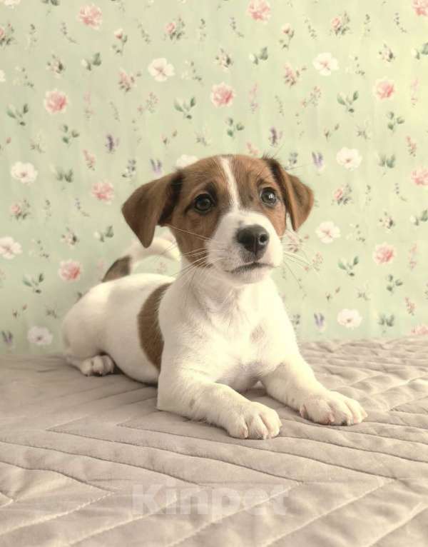 Собаки в Химках: Продам девочку Джек Рассел терьер Девочка, 40 000 руб. - фото 5