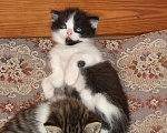 Кошки в Гатчине: Котята мальчики метисы от вислоухой шотландской Мальчик, 2 500 руб. - фото 8