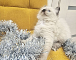 Кошки в Москве: Милейшая девочка Рэгдолл Девочка, 70 000 руб. - фото 3