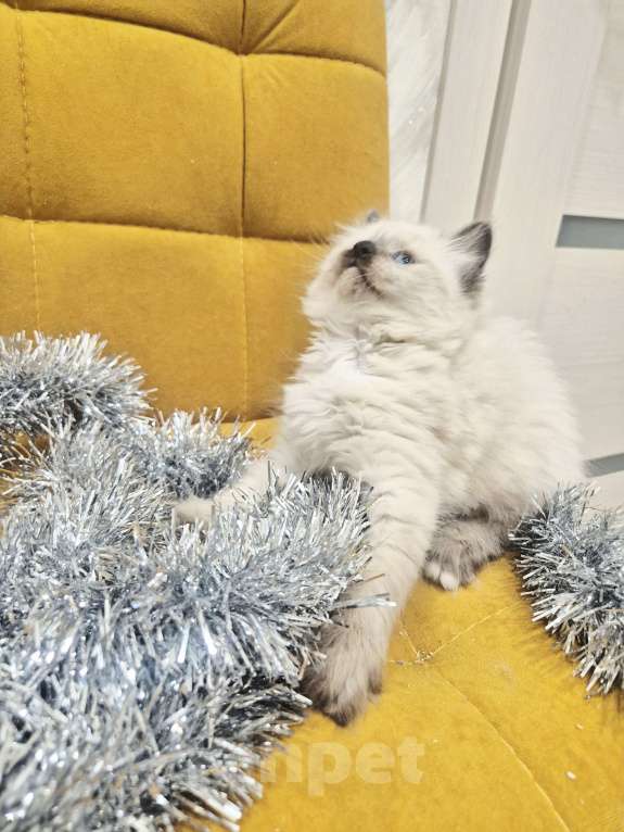 Кошки в Москве: Милейшая девочка Рэгдолл Девочка, 70 000 руб. - фото 3