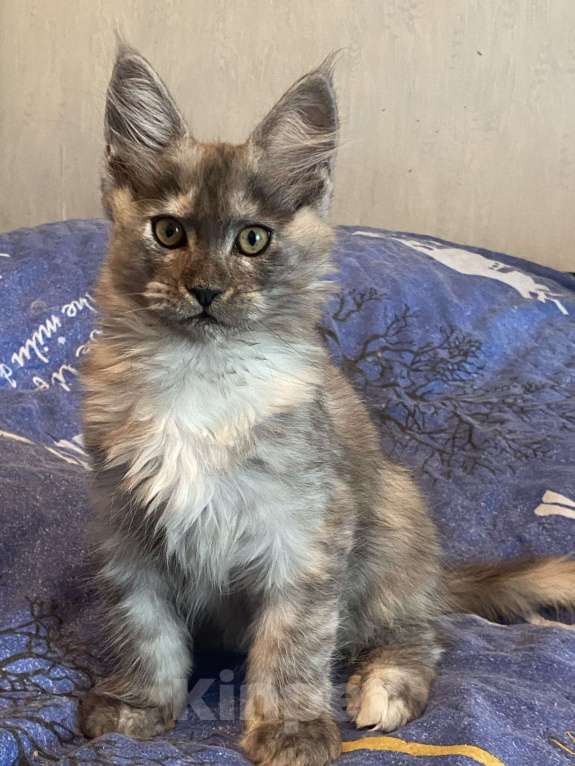 Кошки в Москве: Мейн-кун котята серебряные Девочка, 40 000 руб. - фото 9