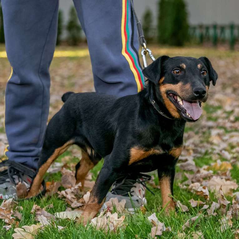 Собаки в Москве: Кекс Мальчик, Бесплатно - фото 5