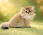 Кошки в Москве: Британский длинношерстный золотой малыш Мальчик, 90 000 руб. - фото 3
