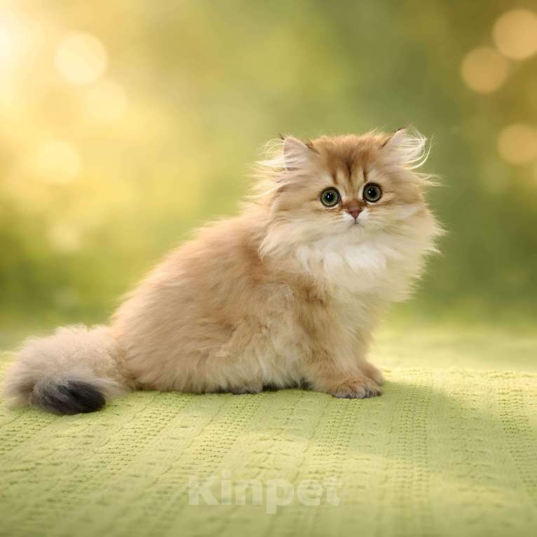 Кошки в Москве: Британский длинношерстный золотой малыш Мальчик, 90 000 руб. - фото 3