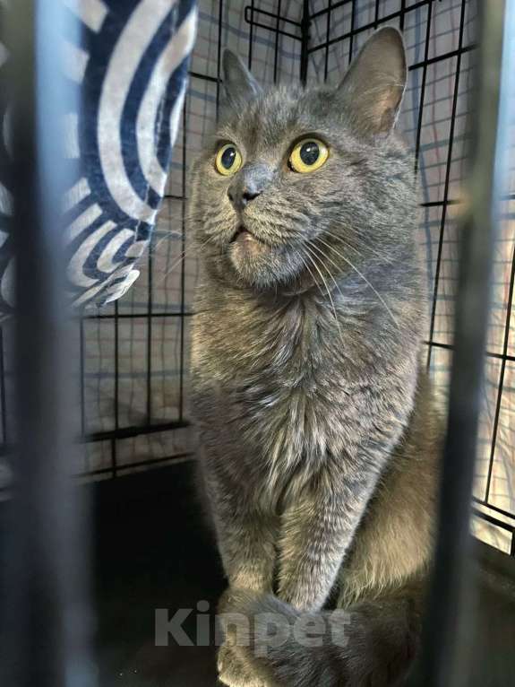 Кошки в Москве: Котик Кекс, метис русской голубой, в добрые руки  Мальчик, Бесплатно - фото 2