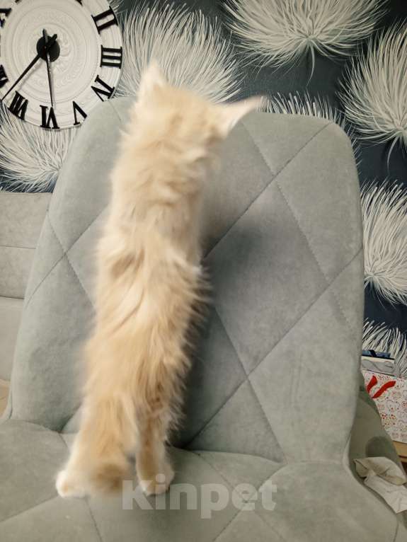 Кошки в Красноярске: К раннему резерву Мальчик, 70 000 руб. - фото 6