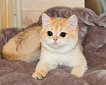 Кошки в Рыбинске: Британская золотая короткошерстная девочка 4 мес Девочка, 25 000 руб. - фото 2