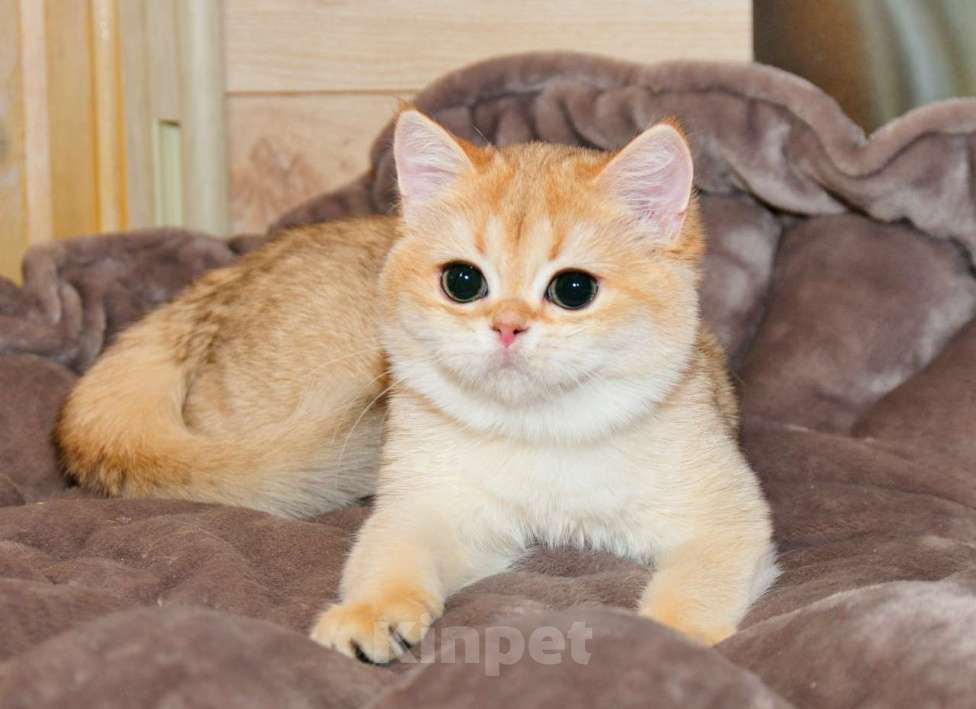 Кошки в Рыбинске: Британская золотая короткошерстная девочка 4 мес Девочка, 25 000 руб. - фото 2