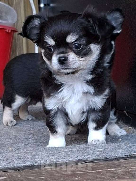 Собаки в других городах Калужской области: Черный триколор мальчик Мальчик, 50 000 руб. - фото 4