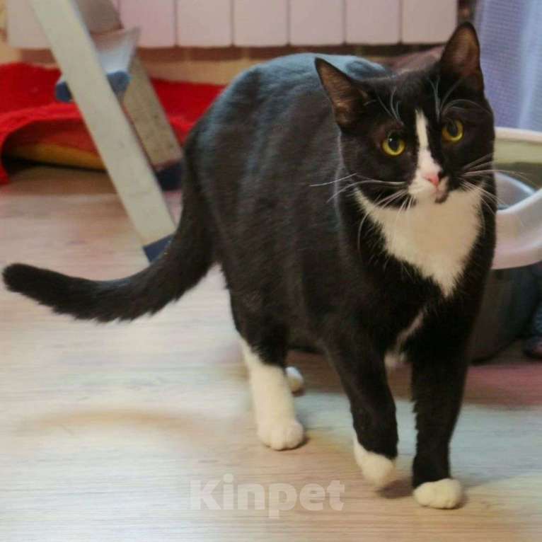 Кошки в Москве: Кошечка Латина грустит одна Девочка, Бесплатно - фото 5