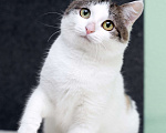 Кошки в Москве: Умнейшая трехцветная кошечка Женечка в добрые руки Девочка, 10 руб. - фото 6