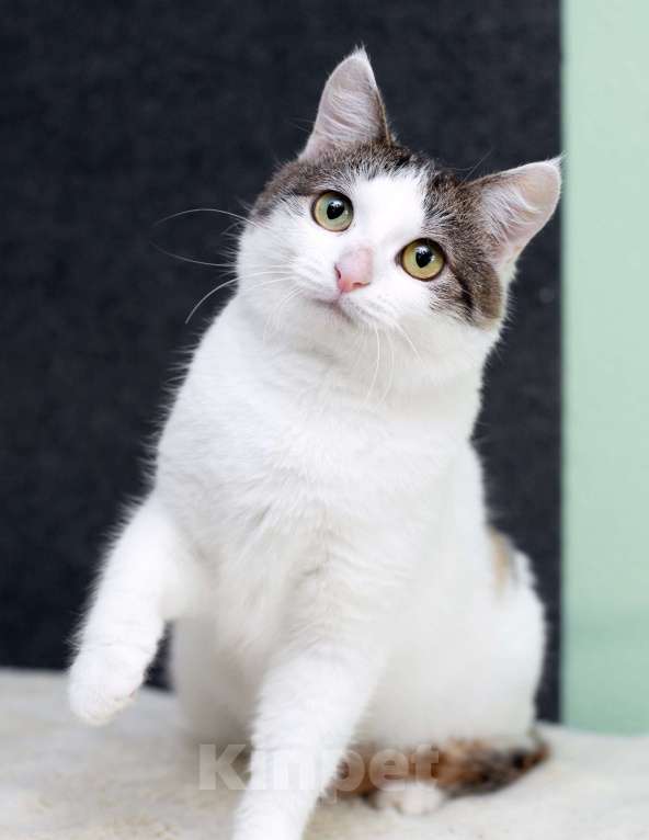 Кошки в Москве: Умнейшая трехцветная кошечка Женечка в добрые руки Девочка, 10 руб. - фото 6