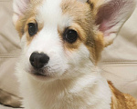 Собаки в других городах Краснодарского края: Девочка Корги Куцехвост Девочка, 60 000 руб. - фото 3