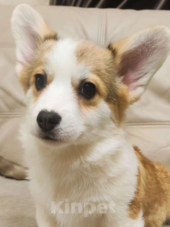 Собаки в других городах Краснодарского края: Девочка Корги Куцехвост Девочка, 60 000 руб. - фото 3