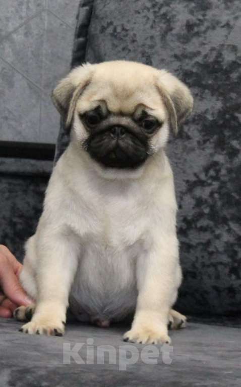 Собаки в Калуге: Щенки мопса Мальчик, 50 000 руб. - фото 1