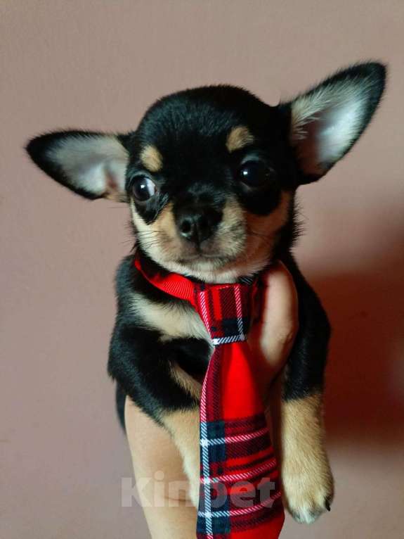 Собаки в Москве: Щенки чихуахуа мини и стандарт Мальчик, 32 000 руб. - фото 2