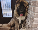 Собаки в Балашихе: Продам щенка кавказской овчарки Девочка, 30 000 руб. - фото 5