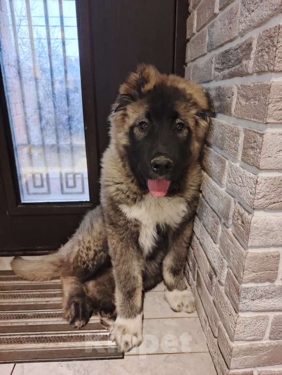 Собаки в Балашихе: Продам щенка кавказской овчарки Девочка, 30 000 руб. - фото 5